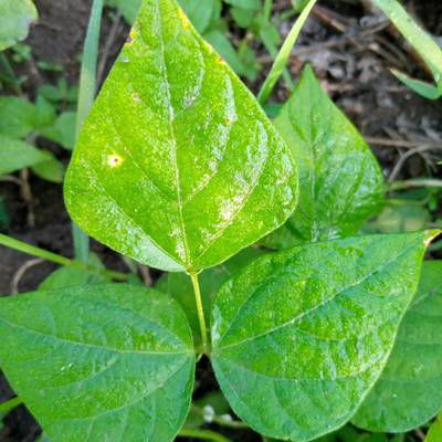 Sample image from Makerere University Beans