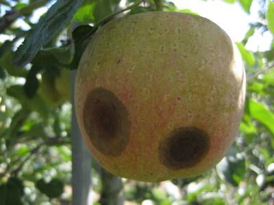 Sample image from Disease Detection in Fruit Images