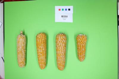 Sample image from Maize Cobs