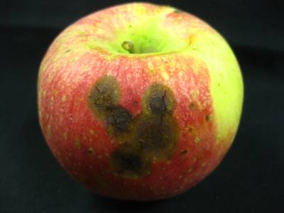 Sample image from Disease Detection in Fruit Images