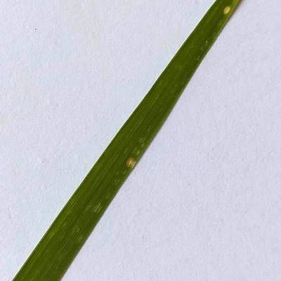 Sample image from Rice Disease