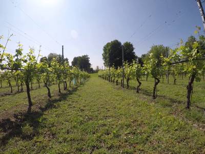 Sample image from Vineyard Rows