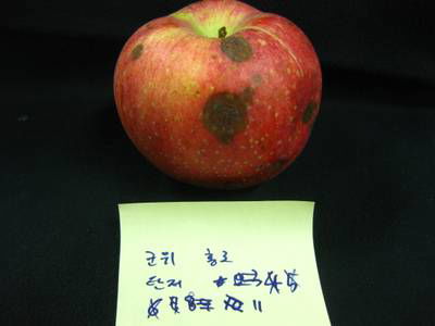 Sample image from Disease Detection in Fruit Images