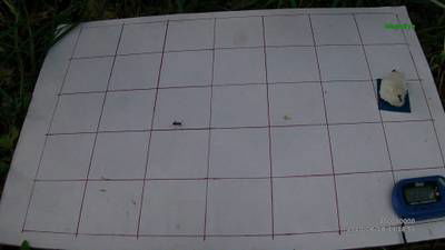 Sample image from Ant Detection