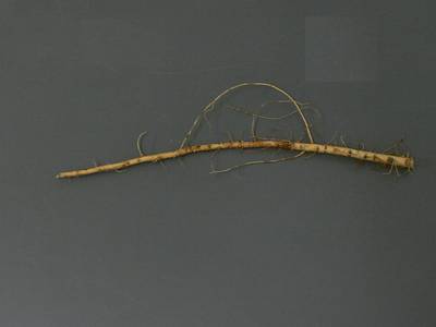 Sample image from Alfalfa Roots