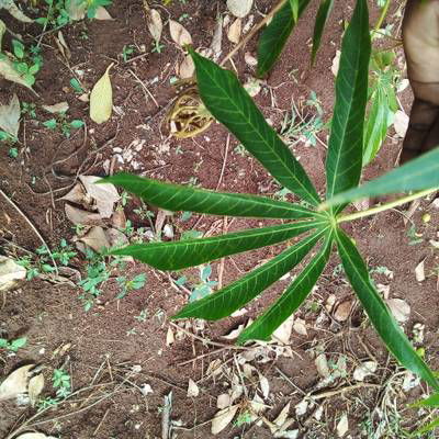 Sample image from Makerere University Cassava