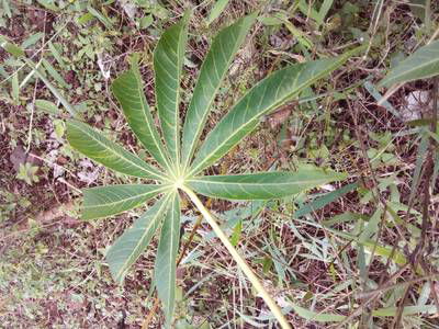 Sample image from Makerere University Cassava