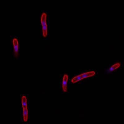 Sample image from DeepBacs E. Coli