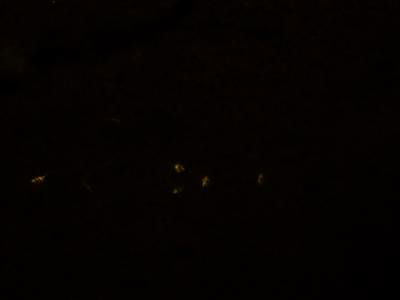 Sample image from Fluorescent Neuronal Cells