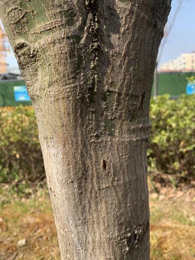 Sample image from Urban Street: Trunk