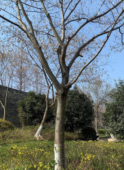 Sample image from Urban Street: Branch