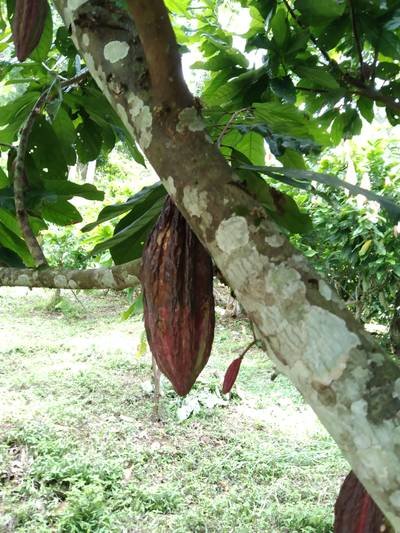 Sample image from Cocoa Diseases
