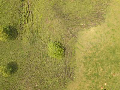 Sample image from Cattle Detection and Counting in UAV Images