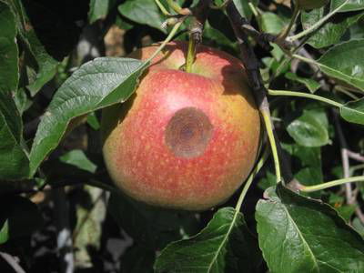 Sample image from Disease Detection in Fruit Images