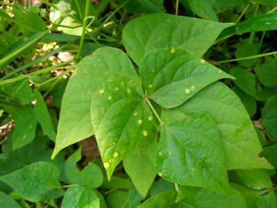 Sample image from Makerere University Beans