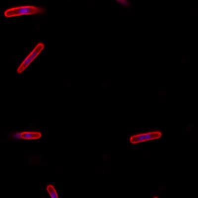 Sample image from DeepBacs E. Coli