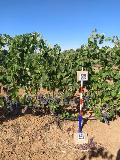 Sample image from AI4Agriculture Grape Dataset