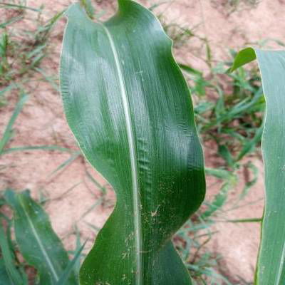 Sample image from KaraAgro AI Maize