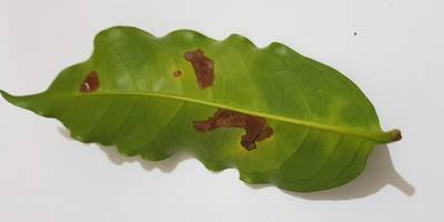 Sample image from Coffee Leaf Biotic Stress