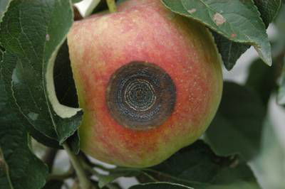 Sample image from Disease Detection in Fruit Images