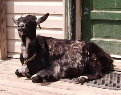 Sample image from Goat Image