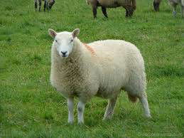 Sample image from Sheep Detection