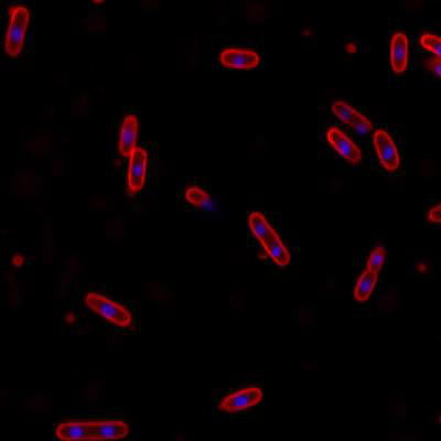 Sample image from DeepBacs E. Coli