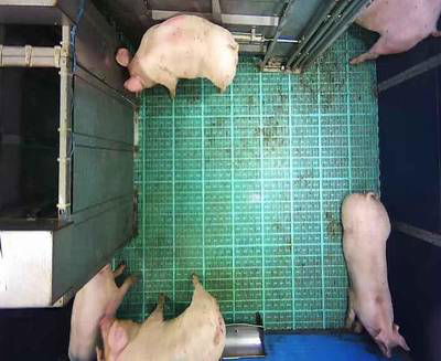 Sample image from Automatic Monitoring of Pigs