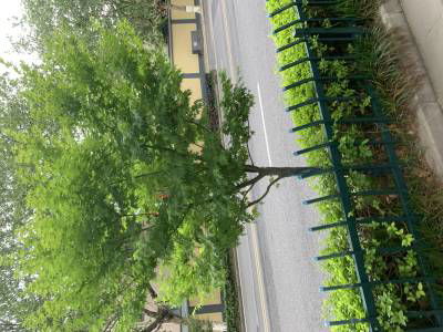 Sample image from Urban Street: Tree Classification