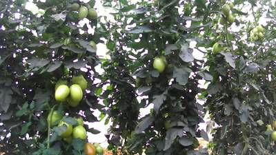 Sample image from AgRobTomato Dataset