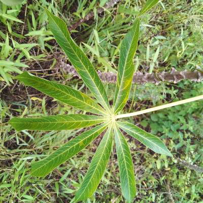 Sample image from Makerere University Cassava