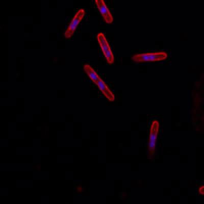 Sample image from DeepBacs E. Coli