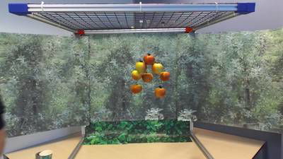 Sample image from Mini-Orchards