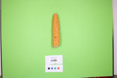 Sample image from Maize Cobs