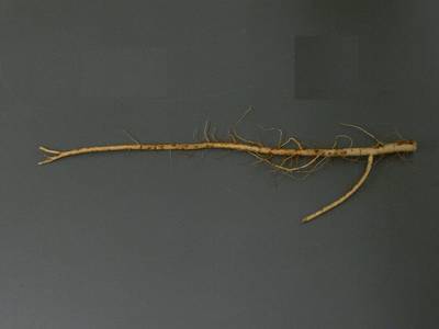 Sample image from Alfalfa Roots