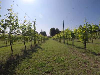 Sample image from Vineyard Rows