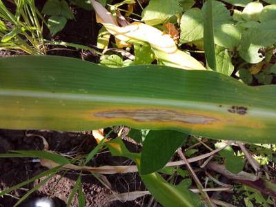 Sample image from Makerere University Maize