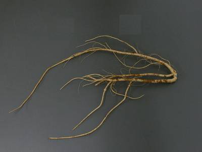 Sample image from Alfalfa Roots