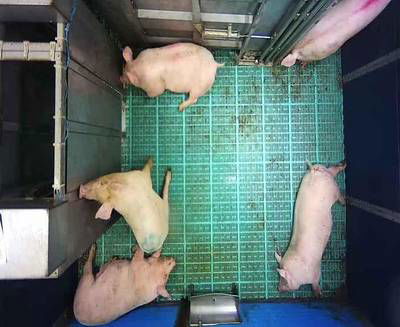 Sample image from Automatic Monitoring of Pigs