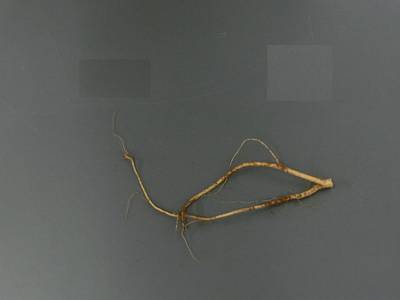 Sample image from Alfalfa Roots