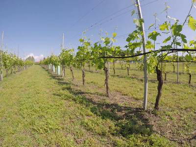 Sample image from Vineyard Rows