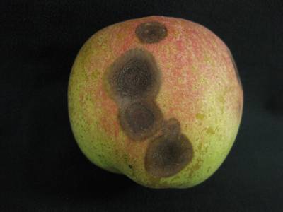 Sample image from Disease Detection in Fruit Images