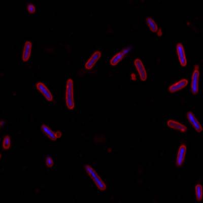 Sample image from DeepBacs E. Coli