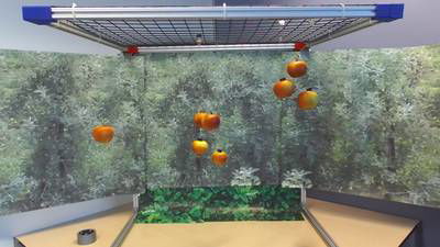 Sample image from Mini-Orchards