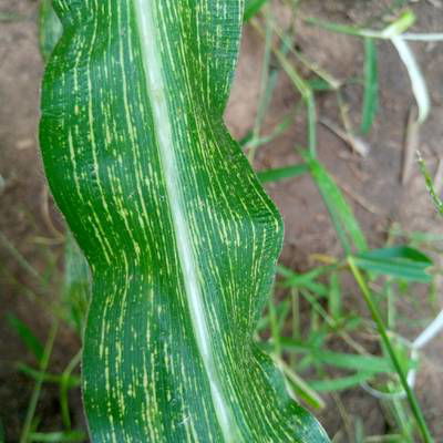 Sample image from Makerere University Maize