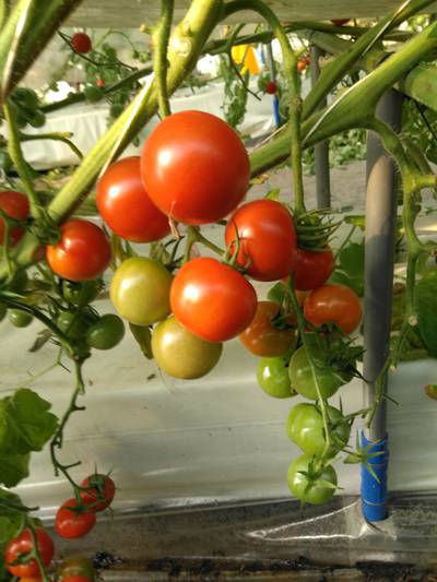 Sample image from LaboroTomato