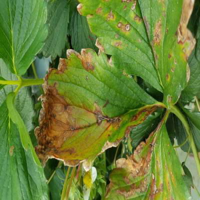 Sample image from Strawberry Disease Detection