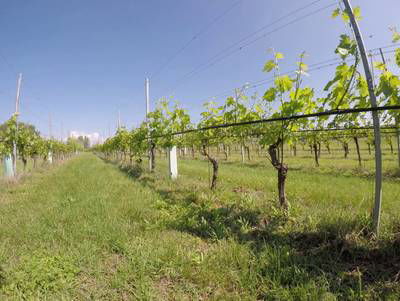 Sample image from Vineyard Rows