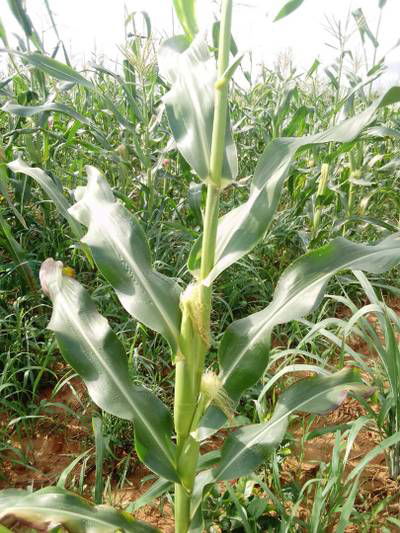 Sample image from KaraAgro AI Maize