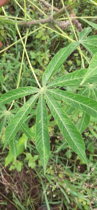 Sample image from Makerere University Cassava